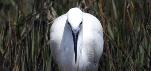 Praxis des Systemischen Coachings – Der Weg zu kompetentem Coaching