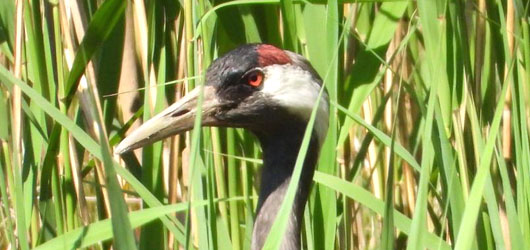 Integrativer Coach (IHK)