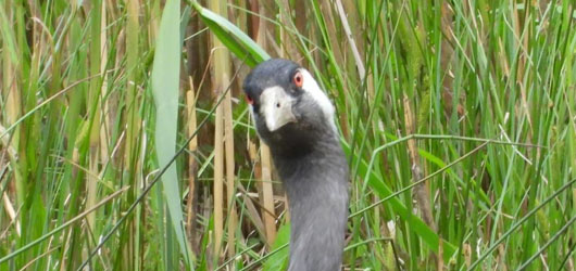 Resilienztrainer (IHK)